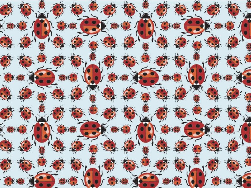 Ladybird Oasis