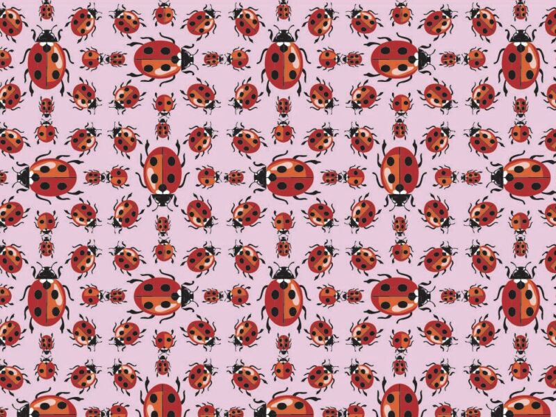 Ladybird Love